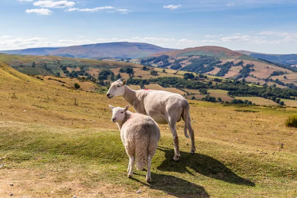 Ovejas y corderos en el Parque Nacional Brecon Beacons en Gales, Reino Unido — Foto de Stock