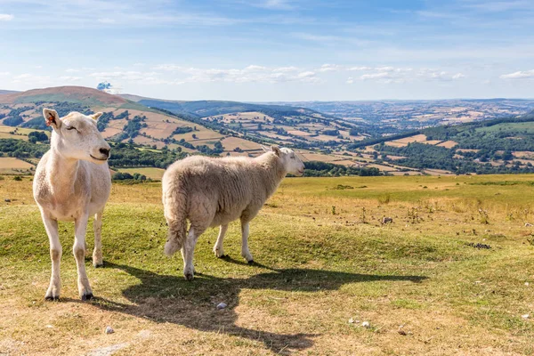 Schafe und Lämmer in brecon bake nationalpark in wales, uk — Stockfoto