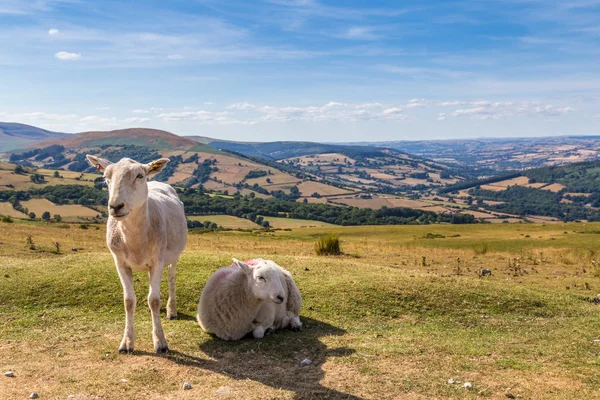 Ovejas Corderos Las Montañas Del Parque Nacional Brecon Beacons Gales — Foto de Stock