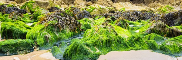 Algas verdes na praia — Fotografia de Stock
