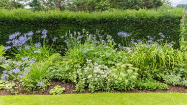 Tipik bir İngiliz peyzajlı bahçe mavi Agapanthus çiçekleri ile renkli kenarlık