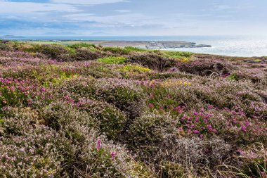 Anglesey sahil, Galler, Birleşik Krallık