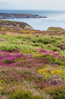 Anglesey sahil, Galler, Birleşik Krallık