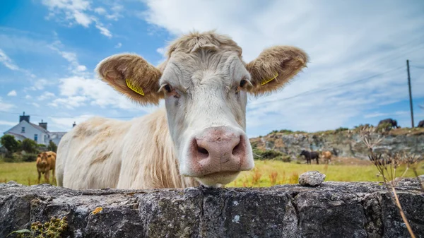 Walisische Kuh aus nächster Nähe — Stockfoto