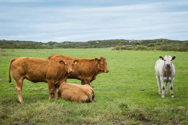 Skupina velšský krav — Stock fotografie