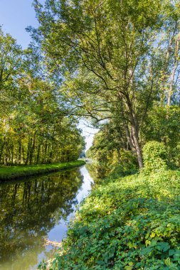 Suya yansıyan ağaçlar