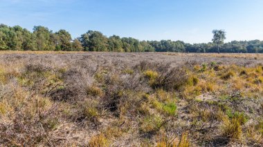 Cansız heather Veluwe Hollanda