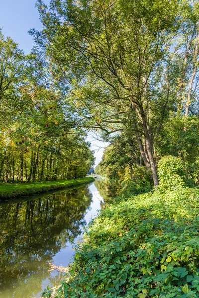 Árvores refletindo na água — Fotografia de Stock
