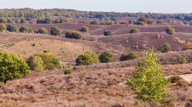 Milli Parkı Posbank Veluwe Hollanda