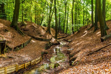 ormandaki küçük akarsu