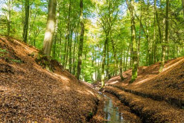 ormandaki küçük akarsu