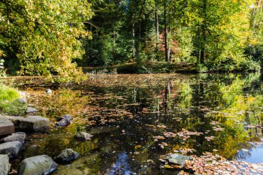 ormandaki küçük akarsu