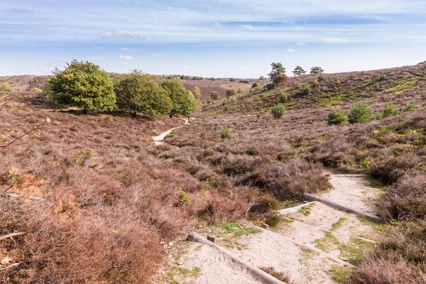 Parku Narodowego Posbank Veluwe Holandia — Zdjęcie stockowe