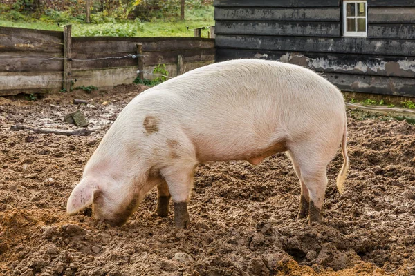 Большая свинья в грязи — стоковое фото