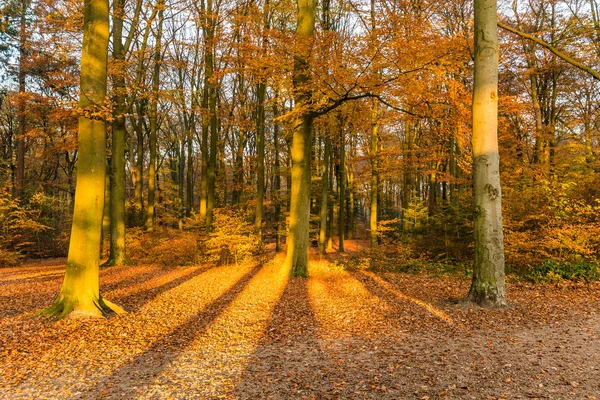 Floresta em cores de outono — Fotografia de Stock