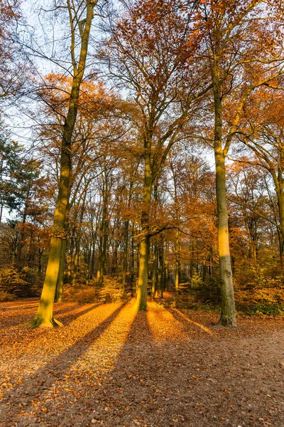 Bosque en colores otoñales — Foto de Stock