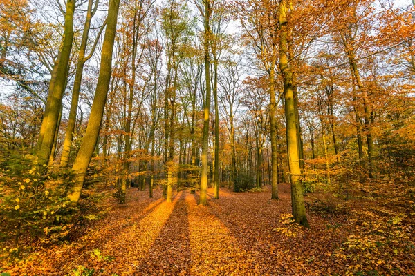 Floresta em cores de outono — Fotografia de Stock