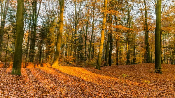 Forest in autumn colors — Stock Photo, Image