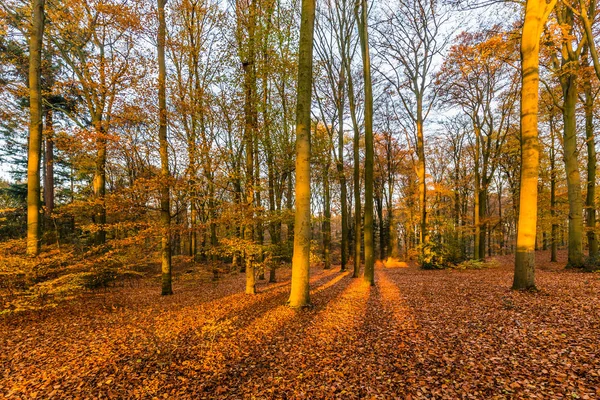 Skog i höstfärger — Stockfoto