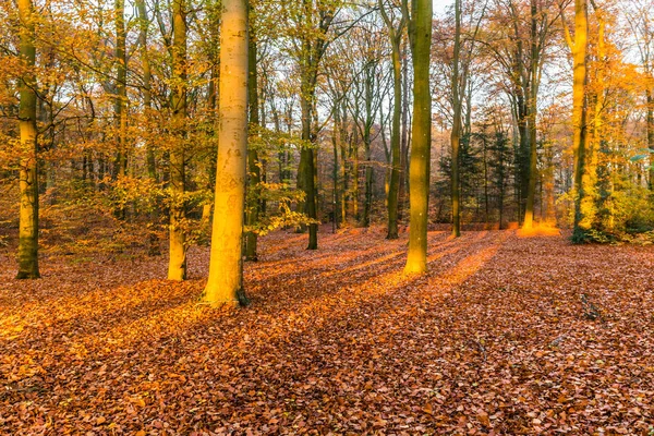 Les v podzimních barvách — Stock fotografie