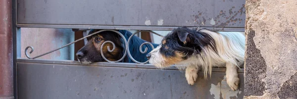 Две собаки смотрят через забор — стоковое фото