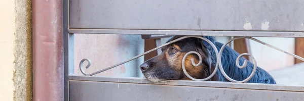 Hunden tittar igenom staket — Stockfoto