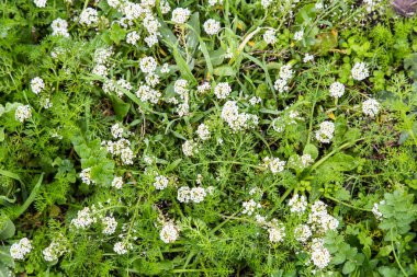 Sardinya vahşi beyaz çiçekler