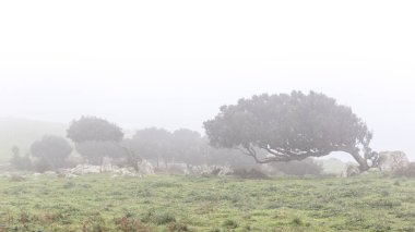 Rüzgârlı tress siste