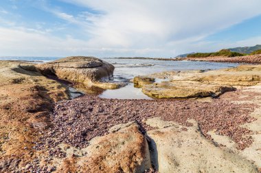 Deniz manzarası West coast Sardunya