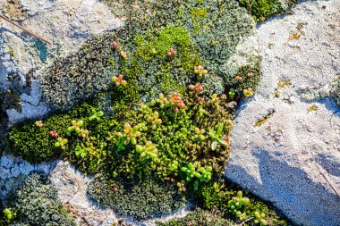 Kısa yosunlar koleksiyonu