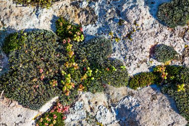 Kısa yosunlar koleksiyonu