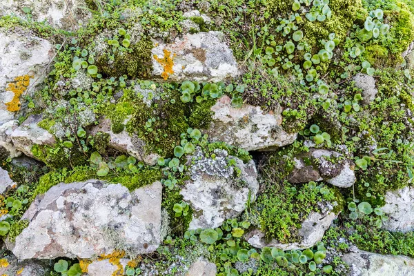 Short mosses collection — Stock Photo, Image