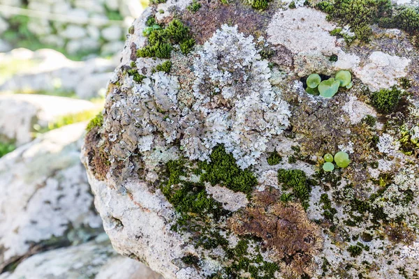 Kurze Moossammlung — Stockfoto