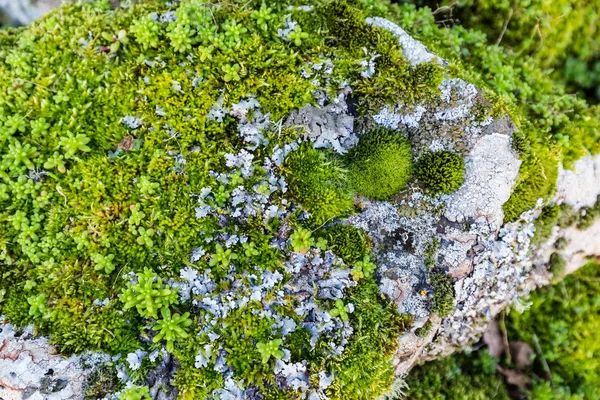 Short mosses collection — Stock Photo, Image