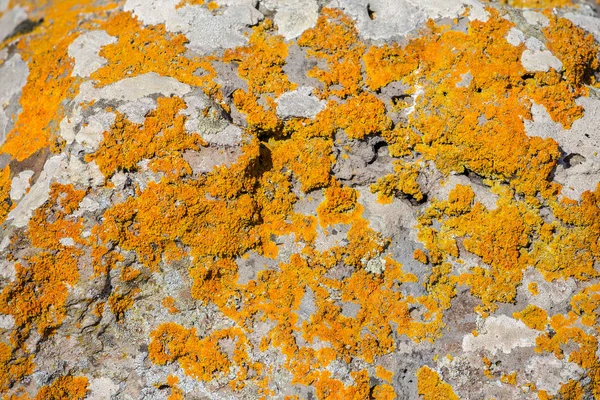 Желтый короткометражный мох — стоковое фото