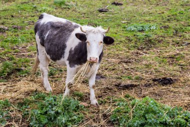 Sardunyalı inekler İtalya