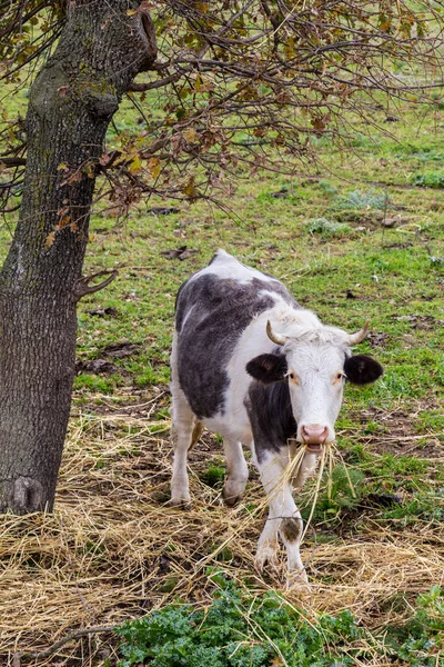 Vacas sardas Italia —  Fotos de Stock