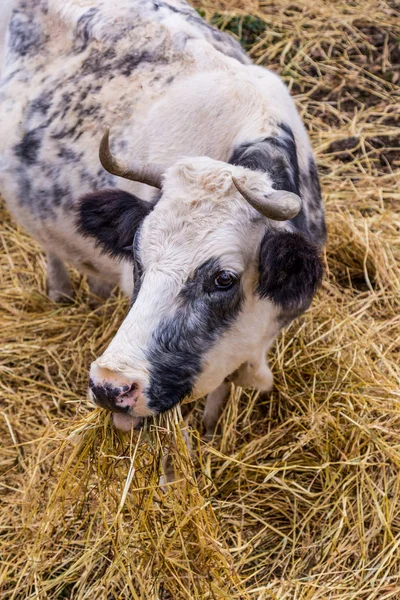 Krowy Sardynii, Włochy — Zdjęcie stockowe
