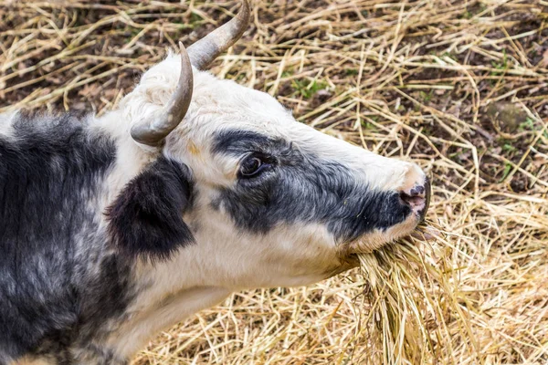 Сардська корів Італії — стокове фото