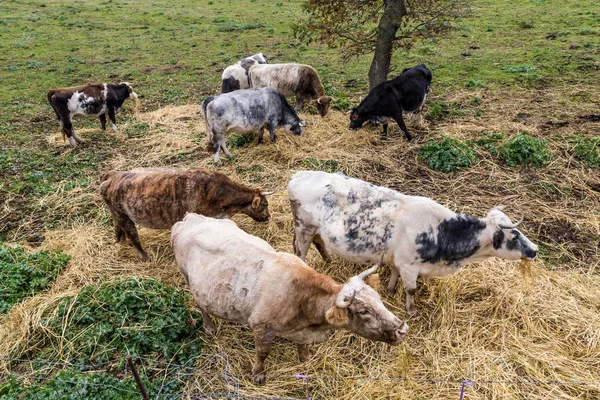 Vacas sardas Italia — Foto de Stock