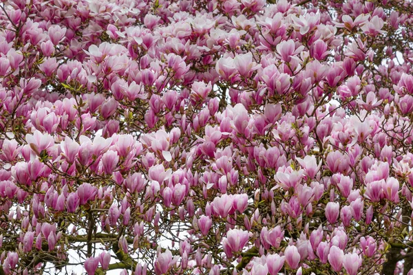 Pembe Lale ağacı çiçek açan — Stok fotoğraf