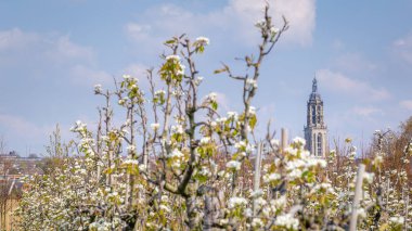 Betuwe Hollanda'da elma ağaçları