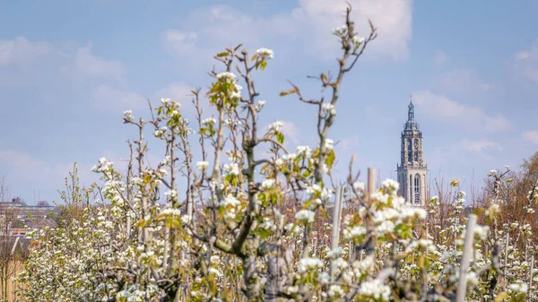 Appelbomen in de Betuwe Nederland — Stockfoto