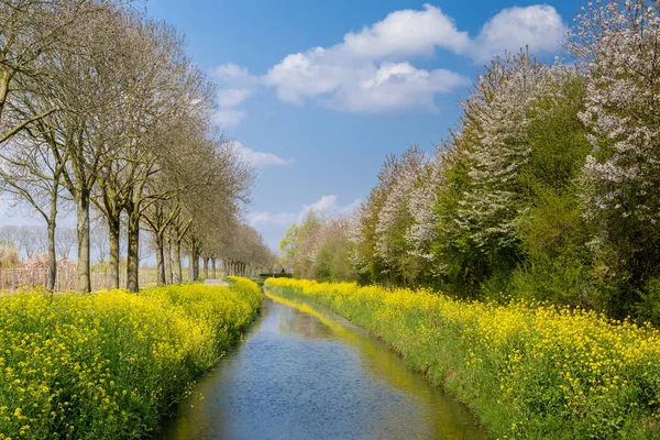 Голландский весенний пейзаж — стоковое фото