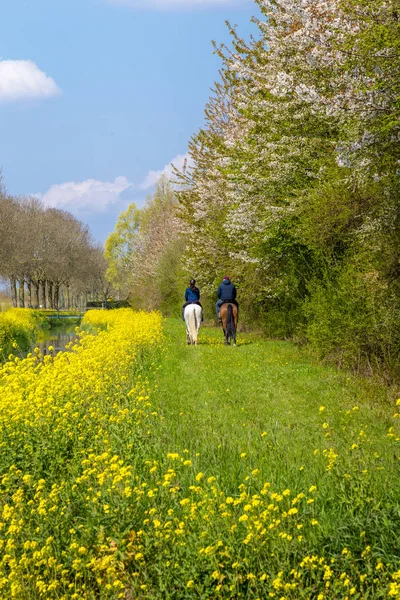 Paisaje rural holandés de primavera — Foto de Stock