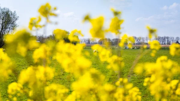 Paisaje rural holandés de primavera — Foto de Stock