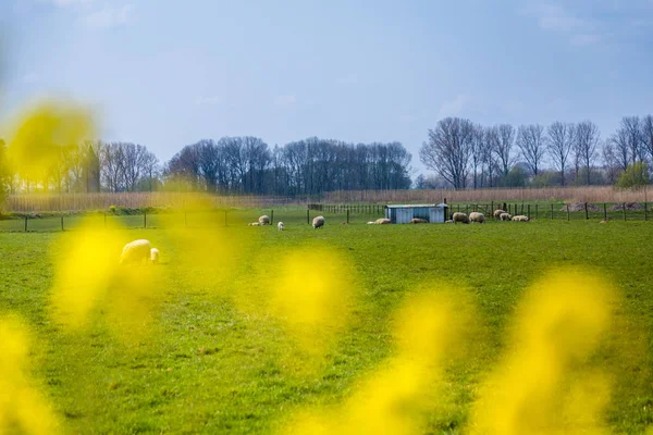 Nederlandse lente landelijk landschap — Stockfoto