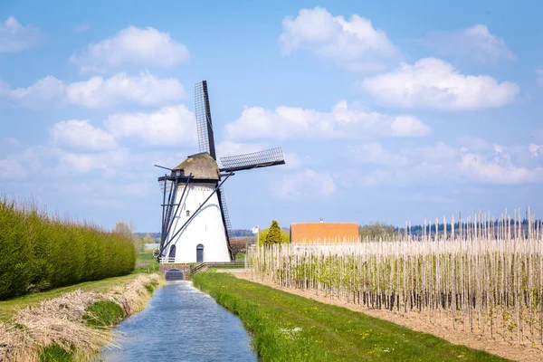 Paisaje molino de viento holandés blanco —  Fotos de Stock