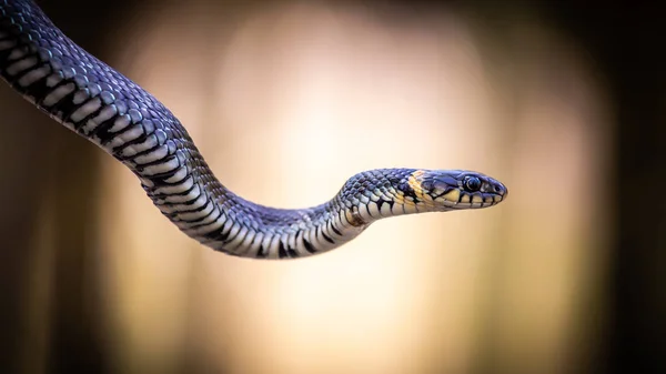 Grass snake Natrix natrix close-up