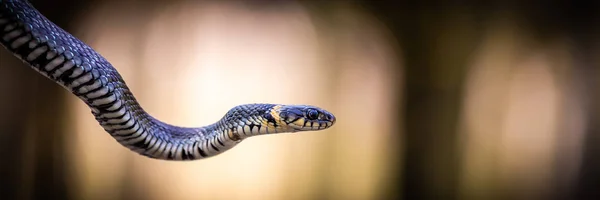 Travní had Natrix natrix zblízka — Stock fotografie